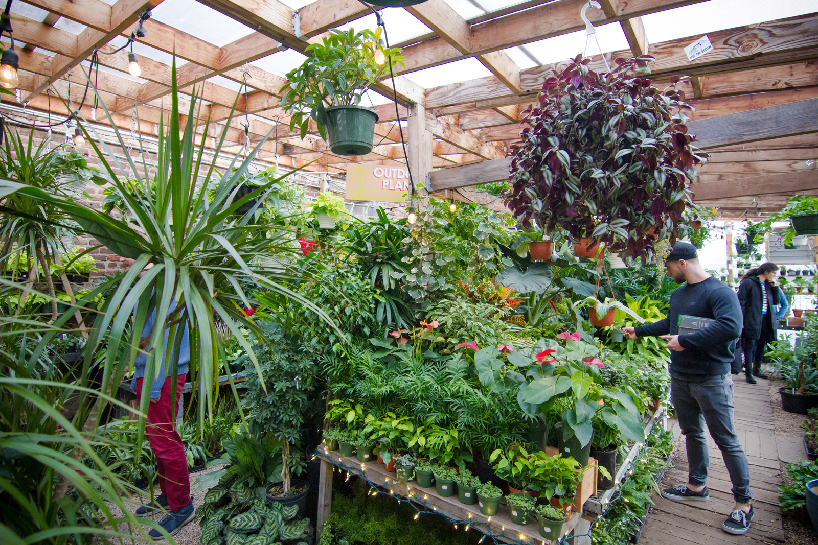 Best plant stores in NYC according to Wei By the Wei