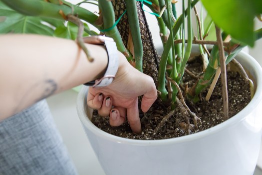 how-to-save-plants-01