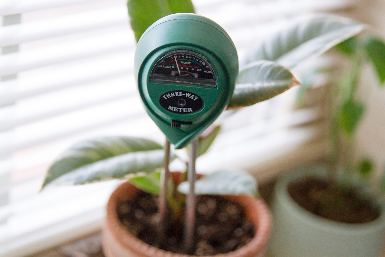 how-to-save-plants-02