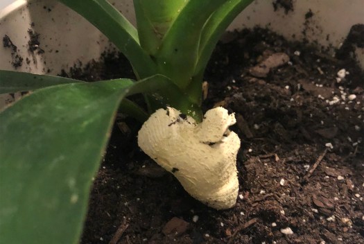 how-to-save-plants-03