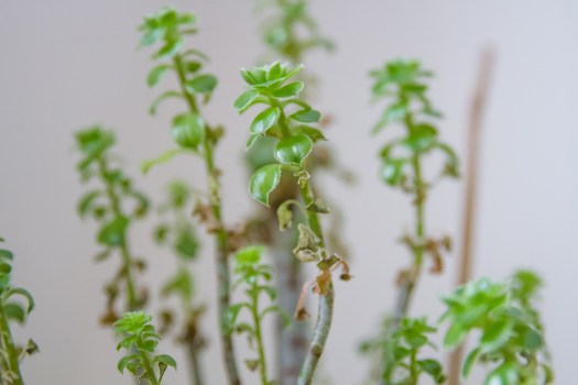 how-to-save-plants-04