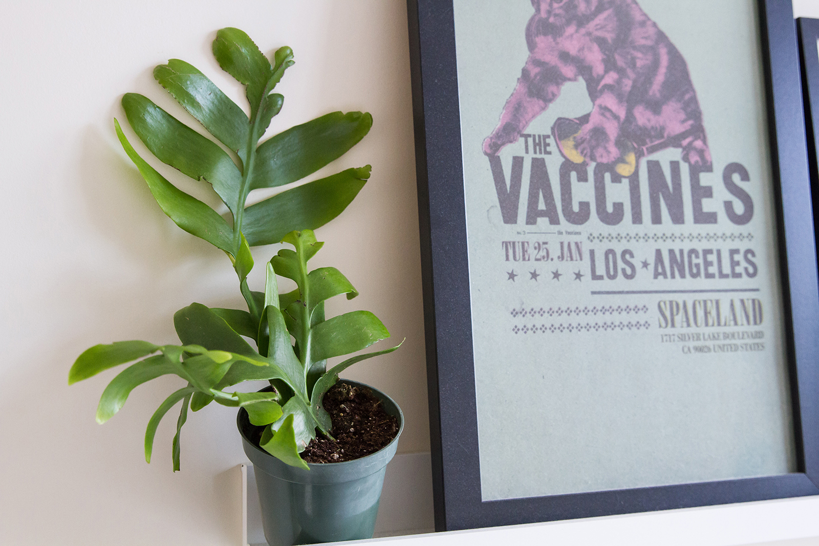 tales-of-a-plant-hoarder-01