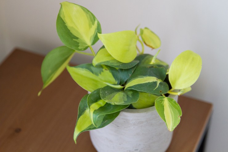 tales-of-a-plant-hoarder-09